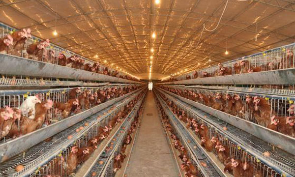Steel structure poultry house case