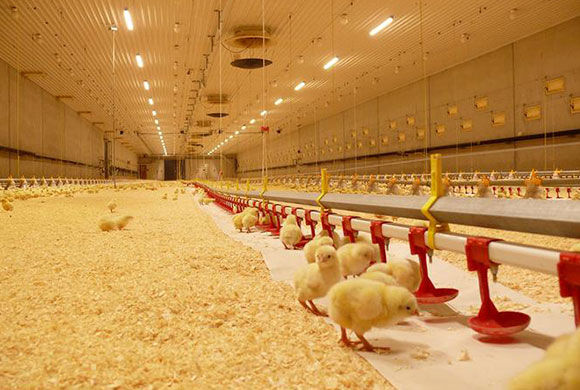 Steel Structure Poultry Farm House