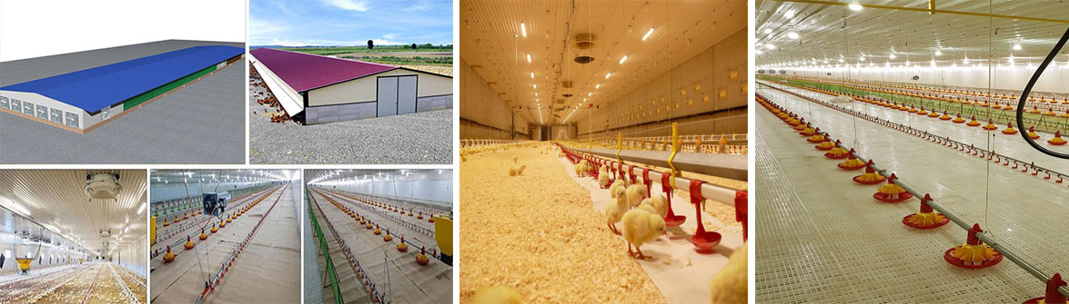 Steel Structure Poultry Farm House
