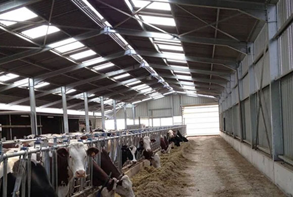 Design of steel structure shed for prefabricated cattle and sheep breeding