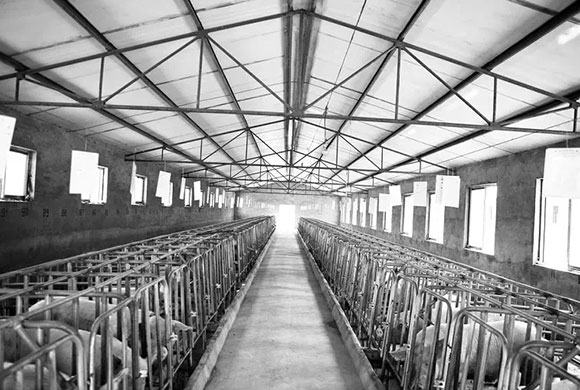 Prefabricated steel structure pig house for sale