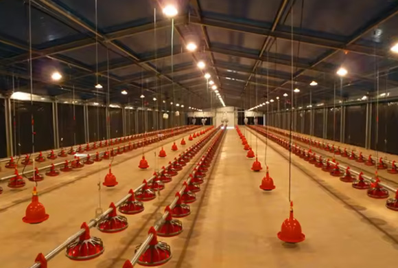 Prefabricated Steel Structure Fram Automatic Broiler Poultry Fram Chicken House